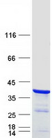 protq9nq35 nrip3 human recombinant protein