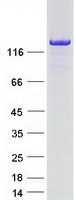 protq9nq66 phospholipase c beta 1 plcb1 human recombinant protein