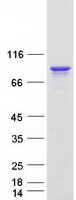 Coomassie blue staining of purified DDX4 protein