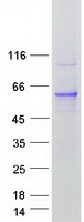 Coomassie blue staining of purified RRAGD protein