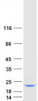 protq9nqp4 pfdn4 human recombinant protein