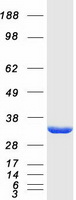 Coomassie blue staining of purified NIT2 protein (Cat# PROTQ9NQR4)