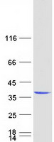 Coomassie blue staining of purified EXOSC3 protein