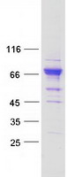 Coomassie blue staining of purified PRDM11 protein