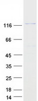 protq9nqw1 sec31b human recombinant protein