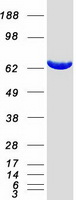 protq9nqw7 xpnpep1 human recombinant protein
