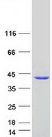 protq9nqz5 stard7 human recombinant protein