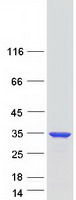 protq9nqz6 zc4h2 human recombinant protein