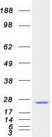 protq9nr31 sar1 sar1a human recombinant protein