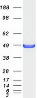 Coomassie blue staining of purified SH3GLB2 protein