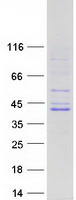 Coomassie blue staining of purified MBNL1 protein
