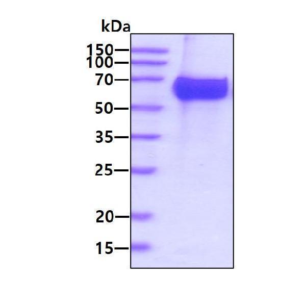 3ug by SDS-PAGE under reducing condition and visualized by coomassie blue stain