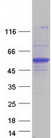 protq9nrd5 pick1 human recombinant protein