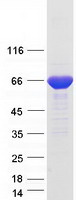 protq9nrf8 ctps2 human recombinant protein