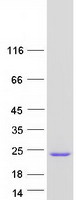 protq9nrf9 pole3 human recombinant protein