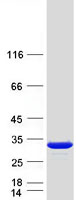 Coomassie blue staining of purified PRTFDC1 protein