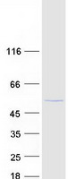 Coomassie blue staining of purified TUBG2 protein