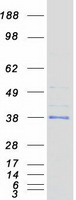Coomassie blue staining of purified TPSG1 protein