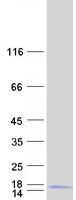 protq9nrr8 cdc42se1 human recombinant protein