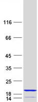protq9nrx4 phpt1 human recombinant protein
