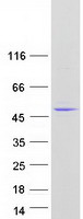 Coomassie blue staining of purified MBIP protein