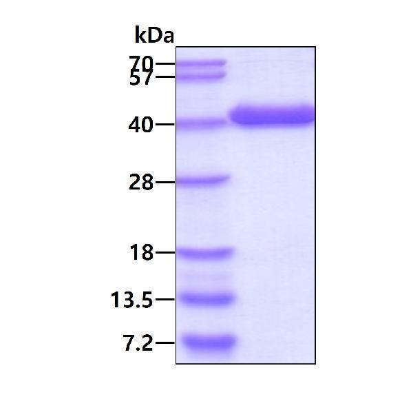 3ug by SDS-PAGE under reducing condition and visualized by coomassie blue stain
