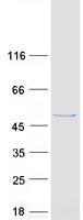 protq9ns86 lancl2 human recombinant protein