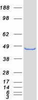 protq9nsb8 homer2 human recombinant protein