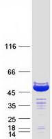 protq9nsc5 homer3 human recombinant protein