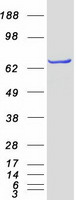protq9nsd9 farslb farsb human recombinant protein