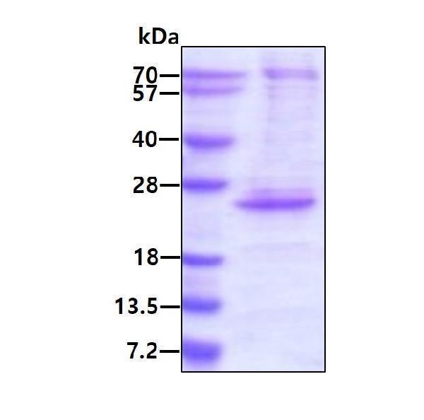 3ug by SDS-PAGE under reducing condition and visualized by coomassie blue stain