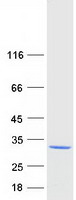 protq9nsy2 stard5 human recombinant protein