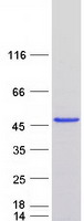 Coomassie blue staining of purified ATG3 protein