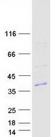 protq9nti7 c1orf183 fam212b human recombinant protein