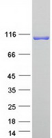 protq9ntj4 man2c1 human recombinant protein