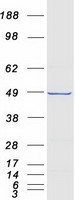 protq9ntk5 gtpbp9 ola1 human recombinant protein