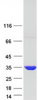 protq9ntm9 cutc human recombinant protein