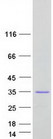 protq9ntu4 c11orf20 tex40 human recombinant protein
