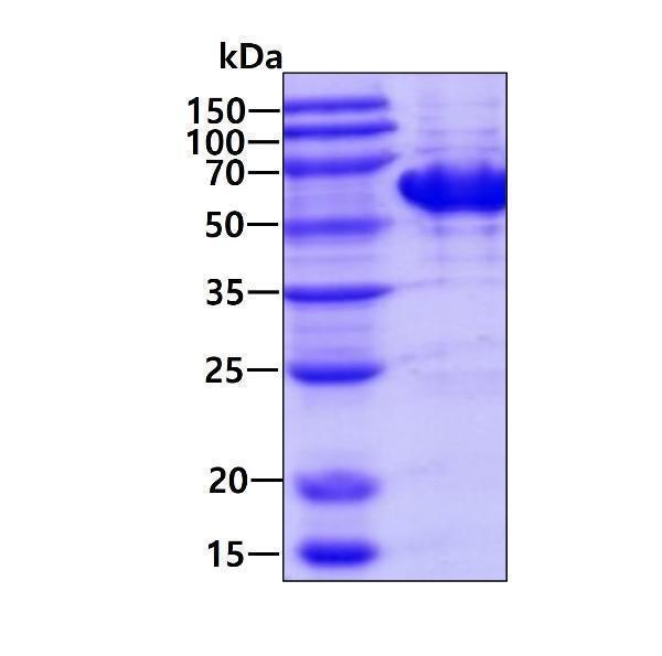 3ug by SDS-PAGE under reducing condition and visualized by coomassie blue stain