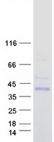 Coomassie blue staining of purified GINM1 protein