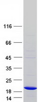 protq9nug6 pdrg1 human recombinant protein