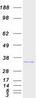 Coomassie blue staining of purified ABHD10 protein
