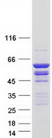 protq9nuj3 tcp11l1 human recombinant protein
