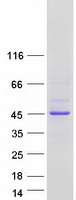 protq9nuk0 mbnl3 human recombinant protein