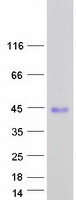 protq9nul5 shfl human recombinant protein