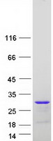 Coomassie blue staining of purified LIN7C protein