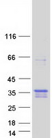 protq9nur3 tmem74b human recombinant protein