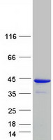 protq9nuv9 gimap4 human recombinant protein