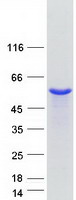 Coomassie blue staining of purified SEPTIN11 protein