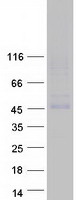Coomassie blue staining of purified TMEM184C protein